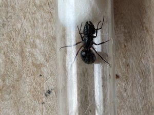 FF5D3F3B-2B90-4E1A-9F69-259C3B720FC3.jpeg (1.9 MiB) 532 mal betrachtet FF5D3F3B-2B90-4E1A-9F69-259C3B720FC3.jpeg