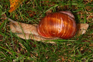 Weinbergschnecke (Helix pomatia)