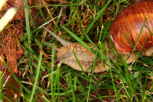 Weinbergschnecke (Helix pomatia)