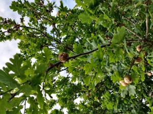 Sind das Nester oder Pilze