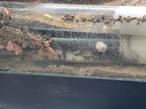 FC95DA2F-87E5-4C38-8AF1-83E9D20928BD.jpeg (2.32 MiB) 2939 mal betrachtet Im unteren RG wird die Brut aufgeschichtet