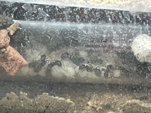 F892BB37-D8D2-4FBC-B836-E740B213D5D6.jpeg (1.65 MiB) 2882 mal betrachtet Die Schwestern kümmern sich gut um die kleinen und sie bringen immer mehr, das halbe RG ist schon voll