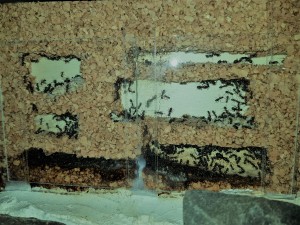 Formica cunicularia Anfang Juni.jpg