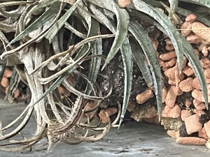 IMG_0442.jpeg (1.91 MiB) 2594 mal betrachtet Die in Wikipedia beschriebenen drei schwarzen Streifen sind vorhanden und auch die langen FĂŒhler und Beine stimmen.<br />Hoffentlich tun ihr die Ameisen nix, dass sie vermutlich ein oder zwei am Tag frisst durfte nicht ins Gewicht fallen.