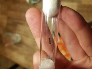 20230715_191915.jpg (3.18 MiB) 647 mal betrachtet 20230715_191915.jpg