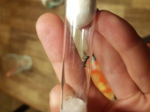 20230715_191924.jpg (3.18 MiB) 647 mal betrachtet 20230715_191924.jpg