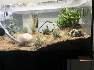 Bevor die Messoren das Terrarium fanden