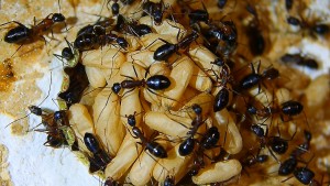 Camponotus barbaricus Puppen
