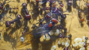 Messor cephalotes Jungkönigin.jpg