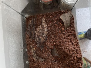 IMG_0543.jpeg (3.76 MiB) 2803 mal betrachtet Hab einige Lagen Totholz mit eingegraben, sollte fĂŒr zusĂ€tzliche StabilitĂ€t sorgen (damit keine ungewĂŒnschte Einwanderer mit dem Holz rein kommen hab ich es eine Stunde bei 170Grad Umluft sterilisiert)