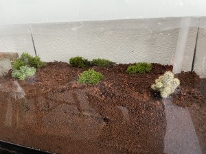 IMG_0548.jpeg (3.3 MiB) 2803 mal betrachtet Und noch etwas Bepflanzung, darunter Lebendmoos aus dem Wald, damit bekomme ich viele SpringschwÀnze in das Terrarium, noch weisse Asseln dazu