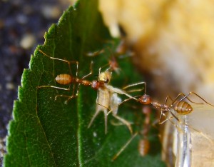 Oecophylla smaragdina  Heimchen erbeutet _1.jpg