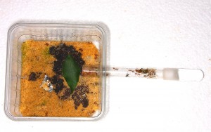 Oecophylla smaragdina  Minianlage.jpg