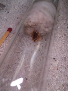 Lasius flavus