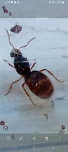 Lasius flavus????