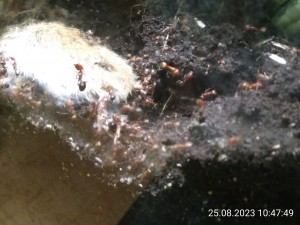 IMG_20230825_104749.jpg