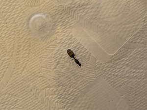 802B6AC4-B7E0-4030-989C-928A0E71DF86.jpeg