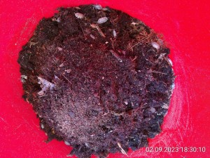 IMG_20230902_183010.jpg (4.51 MiB) 973 mal betrachtet alles drin