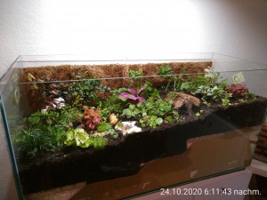 IMG_20201024_181143.jpg (2.82 MiB) 974 mal betrachtet immer wieder schön