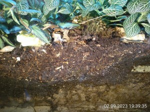 IMG_20230902_193935.jpg (4.88 MiB) 968 mal betrachtet Seht ihr die vielen weißen Asseln am Substratübergang, der früher die Oberfläche war?