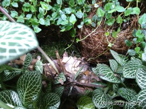 IMG_20230902_194027.jpg (3.75 MiB) 973 mal betrachtet die Stelle hinten inder Mitte mit Moos, Holz und Laub