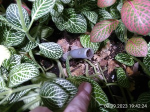 IMG_20230902_194224.jpg (3.3 MiB) 973 mal betrachtet der Nesteingang war auch mal kurz über der Oberfläche