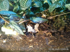 IMG_20230902_194336.jpg (4.17 MiB) 973 mal betrachtet das Mäusegrab, das Moos symbolisiert den Grabstein