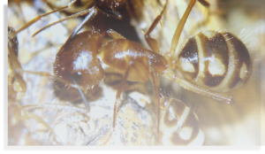 Camponotus supstitutus.png
