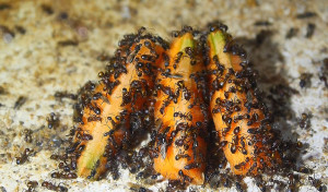 Camponotus nicobarensis zerlegen Mohrrübe.jpg