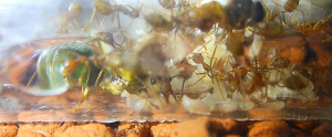 Oecophylla smaragdina im Reagenzglasnest _1.jpg