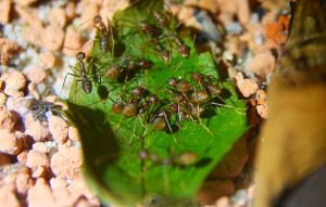 Oecophylla smaragdina trinken Honig.jpg