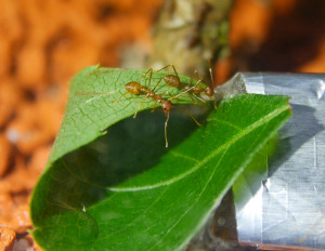 Oecophylla smaragdina weben.jpg