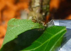 Oecophylla smaragdina weben_2.jpg