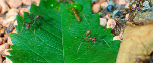 Oecophylla smaragdina in Drohhaltung_2.jpg