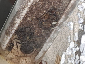 20231115_074818.jpg (1.46 MiB) 829 mal betrachtet 20231115_074818.jpg