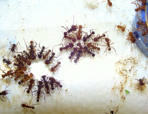 Acromyrmex trinken Fruchtzuckerlösung