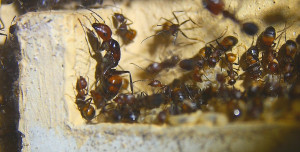 Camponotus nicobarensis Altkönigin.jpg