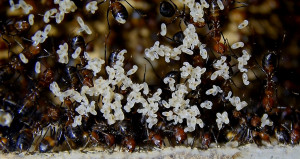 Camponotus nicobarensis Kleinstlarven.jpg