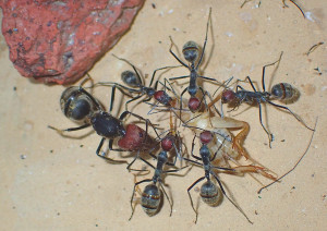Camponotus singularis Königin mit Arbeiterinnen.jpg