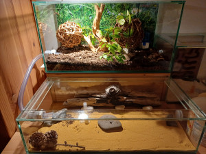 20240122_174300.jpg (3.49 MiB) 1147 mal betrachtet Formicarium meiner Polyrachis dives