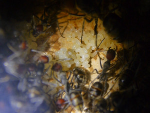 Camponotus singularis Eierhaufen.jpg
