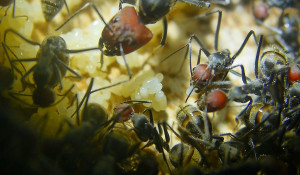 Camponotus singularis Eierpulks_4.jpg