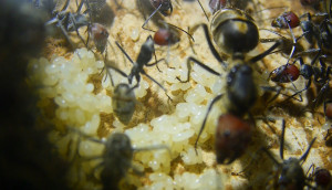 Camponotus singularis Königin mit Eierpulks.jpg