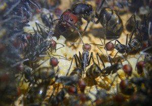 Camponotus singularis Königin mit Eierpulks_2.jpg