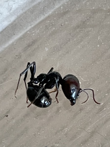 IMG_0905.jpeg (472.83 KiB) 2961 mal betrachtet Ich hoffe die ist eine der letzten, jetzt wo die Kolonie offenbar wieder Fahrt aufnimmt! Ich