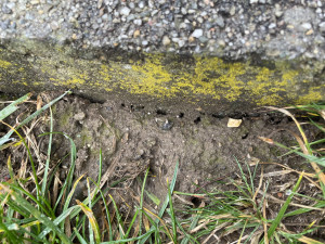 Hab das Bild eben am Rand der Wiese beim Lidl gemacht, da haben sich eindeutig Ameisen ausgegraben!