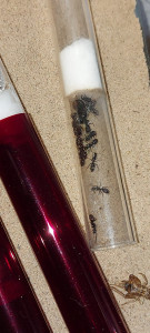 WhatsApp Image 2024-02-28 at 22.21.19.jpeg (266.44 KiB) 856 mal betrachtet (entschuldigt bitte die schlechte Bildqualität, die Kamera meines Handys ist nicht die allerbeste >_>)