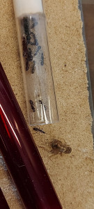 WhatsApp Image 2024-02-28 at 22.21.18.jpeg (246.18 KiB) 856 mal betrachtet Man erkennt die verstorbene Larve ein wenig auf dem Foto - sie befindet sich leicht über den beiden Arbeiterinnen am Eingang des RG