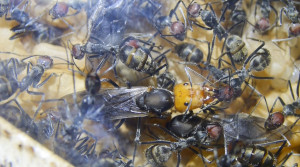 Camponotus Jungkönigin gerade geschlüpft