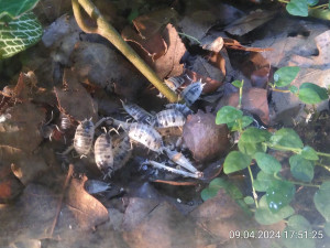 IMG_20240409_175125.jpg (2.3 MiB) 2245 mal betrachtet An der Stelle ist eine Woche später übrigens viel weniger Laub zu finden.